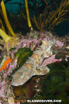 Puffadder Shyshark