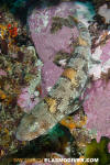 Puffadder Shyshark