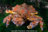 Puget Sound King Crab - Lopholithodes mandtii