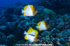 Pyramid Butterflyfish