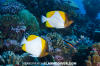 Pyramid Butterflyfish