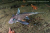 Rabbitfish, Chimaera monstrosa.