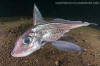  Rabbitfish, Chimaera monstrosa.