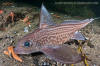 Rabbitfish, Chimaera monstrosa.