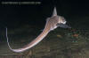 Rabbitfish, Chimaera monstrosa.