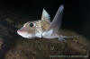 Rabbitfish, Chimaera monstrosa.