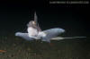 Rabbitfish, Chimaera monstrosa.