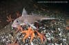 Rabbitfish, Chimaera monstrosa.