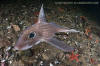 Rabbitfish, Chimaera monstrosa.