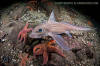 Rabbitfish, Chimaera monstrosa.