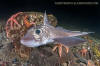 Rabbitfish, Chimaera monstrosa.