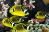 Raccoon Butterflyfish