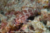 Rainbow Scorpionfish