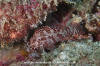 Rainbow Scorpionfish