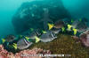 Razor Surgeonfish