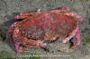 Red Rock Crab