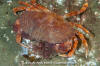 Red Rock Crab