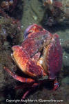 Red Rock Crab