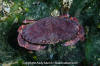 Red Rock Crab