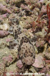 Redspotted Catshark