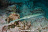 Bluespotted Cornetfish