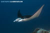  Reef Manta Ray