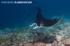  Reef Manta Ray