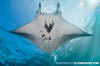  Reef Manta Ray