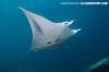  Reef Manta Ray