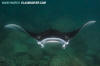  Reef Manta Ray