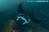  Reef Manta Ray