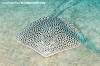 Reticulate Whipray