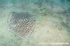 Reticulate Whipray