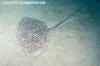 Reticulate Whipray