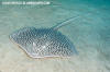 Reticulate Whipray