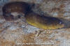 Ribbon Prickleback