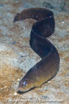 Ribbon Prickleback