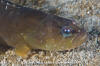 Ribbon Prickleback