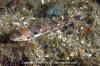 Roughspine Sculpin