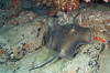 Round Stingray image