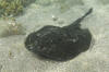 Round stingray