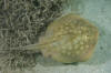 Round stingray or Hallers stingray, Urobatis halleri. Playa El Burro, Baja, Meico, Sea of Cortez.