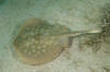 Round stingray or Hallers stingray, Urobatis halleri. Playa El Burro, Baja, Meico, Sea of Cortez.