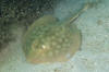 Round stingray or Hallers stingray, Urobatis halleri. Playa El Burro, Baja, Meico, Sea of Cortez.