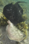 Round Stingrays Mating