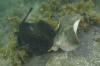 Round Stingrays Mating