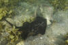 Round Stingrays Mating