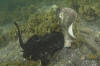 Round Stingrays Mating 028