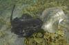 Round Stingrays Mating