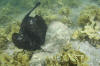 Round Stingrays Mating